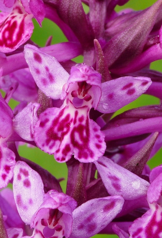 Nigritella, Dactylorhiza perverseemaltempo! Dolomiti luglio 2014.